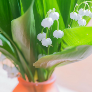 Le temps du muguet est une chanson de Francis Lemarque, écrite en 1959. Quel plaisir d’écouter et de chanter cette très jolie chanson. Voici les paroles complètes de la chanson et de nombreuses infos sur le muguet et la fête du travail.
