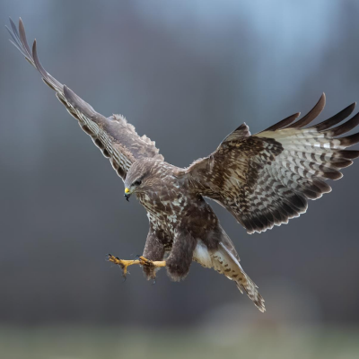 rapace - mot du glossaire Tête à modeler. Définition et activités associées au mot rapace.