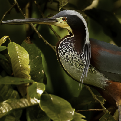 Agami : Mot du glossaire Tête à modeler. L'agami est un oiseau d'Amérique du sud au dos voûté et au plumage noir. Activités associées.