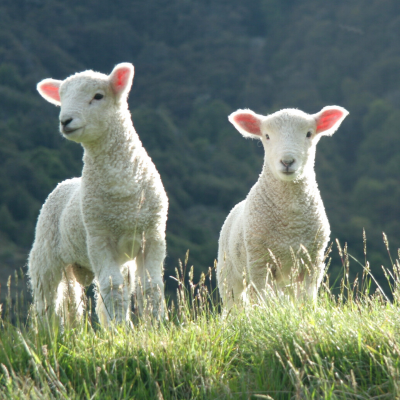 Agneau : Mot du glossaire Tête à modeler. L'agneau est le petit de la brebis et du mouton. Activités associées.