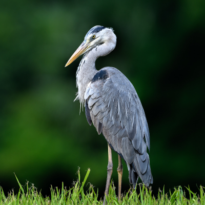 Aigrette : Mot du glossaire Tête à modeler. L'aigrette est un héron blanc qui porte de longues plumes sur le dessus de sa tête. Activités associées.