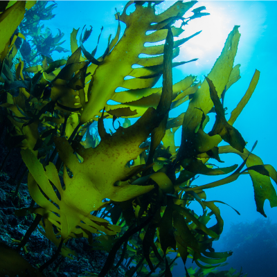 Algue : Mot du glossaire Tête à modeler. L'algue est une plante aquatique que l'on trouve au fonds de la mer, des rivières, des lacs ou des étangs. Activités associées.