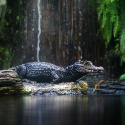 Alligator : Mot du glossaire Tête à modeler. L'alligator est un reptile voisin du crocodile vivant en Amérique et en Chine. Activités associées.