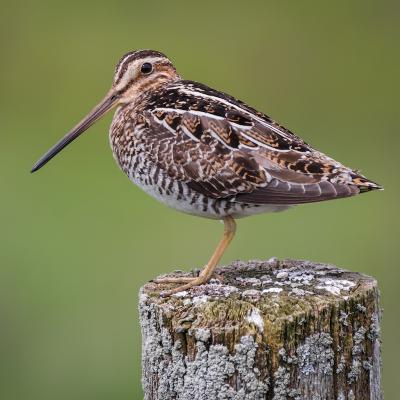 Bécasse - mot du glossaire Tête à modeler.Une bécasse est un oiseau migrateur au long bec fin. Définition et activités associées au mot bécasse.