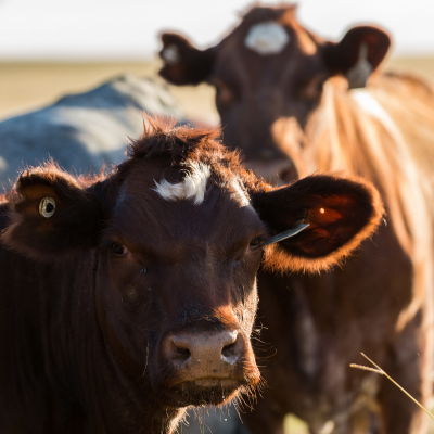 bovin - mot du glossaire Tête à modeler. Le bovin est un gros mammifère ruminant. Définition et activités associées au mot bovin.