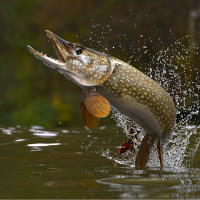 Brochet Explication Tete A Modeler Du Mot Brochet