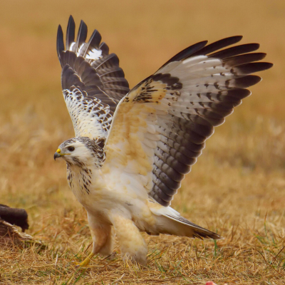 buse - mot du glossaire Tête à modeler. La buse est un petit oiseau de proie. Définition et activités associées au mot buse.