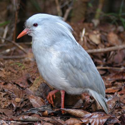 cagou - mot du glossaire Tête à modeler. Un cagou est un oiseau échassier. Définition et activités associées au mot cagou.