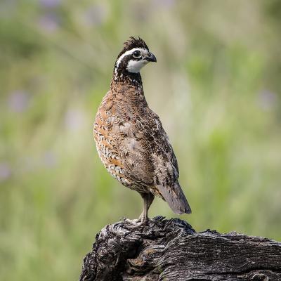 caille - mot du glossaire Tête à modeler. La caille est un oiseau. Définition et activités associées au mot caille.