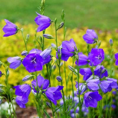 campanule - mot du glossaire Tête à modeler. La campanule est une plante. Définition et activités associées au mot campanule.