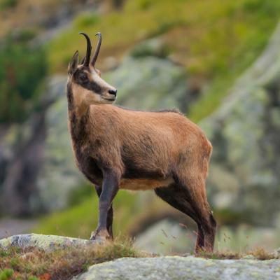 Chamois Explication Tete A Modeler Du Mot Chamois