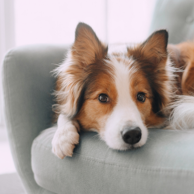 Chien - mot du glossaire Tête à modeler. Le chien est un mammifère carnivore domestique. Définition et activités associées au mot Chien.