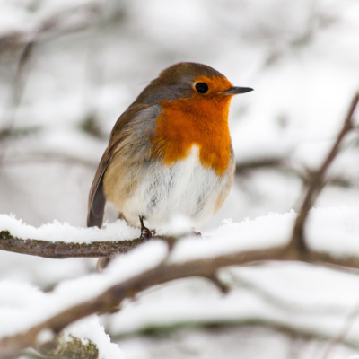 Voici un mini dossier sur les oiseaux, vous y trouverez des idées pour prendre soin des oiseaux et les inciter à venir sur nos terrasses ou dans notre jardin.