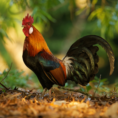 coq - mot du glossaire Tête à modeler. Le coq est un oiseau. Définition et activités associées au mot coq.