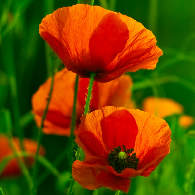 coquelicot - mot du glossaire Tête à modeler. Le coquleicot est une fleur. Définition et activités associées au mot coquelicot.
