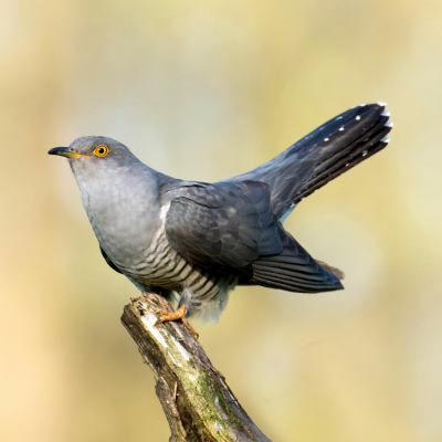 coucou - mot du glossaire Tête à modeler. Le coucou esst un oiseau et une plante. Définition et activités associées au mot coucou.
