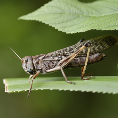 criquet - mot du glossaire Tête à modeler. Le criquet est un insecte sauteur. Définition et activités associées au mot criquet .