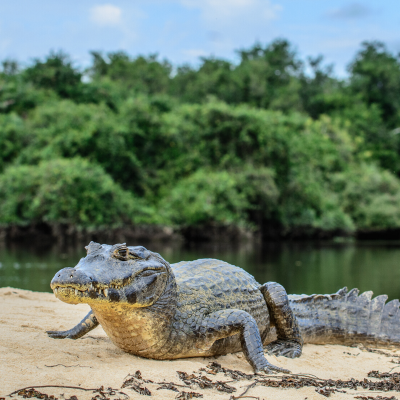 Crocodile - mot du glossaire Tête à modeler. Définition et activités associées au mot Crocodile.
