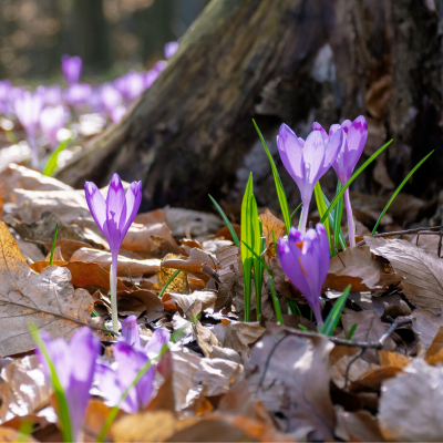 crocus - mot du glossaire Tête à modeler. Le crocus est une plante à bulbe. Définition et activités associées au mot crocus.