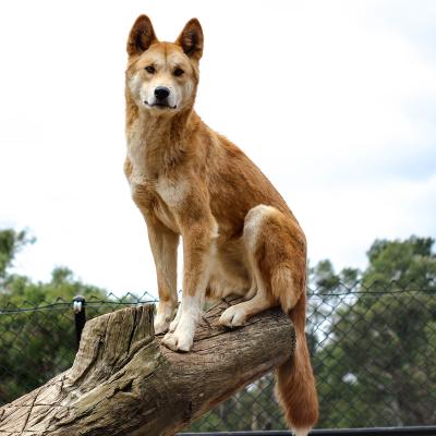 Dingo Explication Tete A Modeler Du Mot Dingo