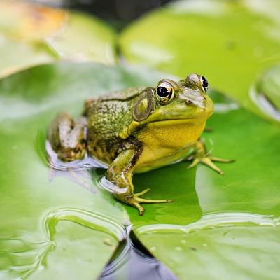 Grenouille Explication Tete A Modeler Du Mot Grenouille