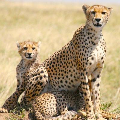 guepard - mot du glossaire Tête à modeler. Définition et activités associées au mot guepard.