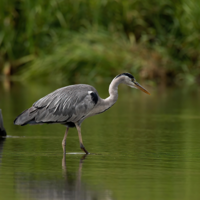 heron - mot du glossaire Tête à modeler. Définition et activités associées au mot heron.