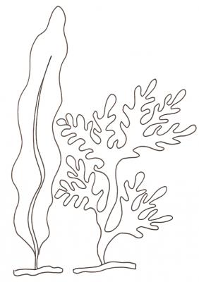 Algue