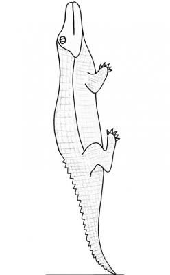 Alligator
