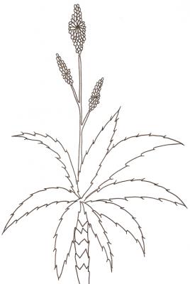 Aloès