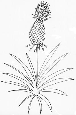 ananas