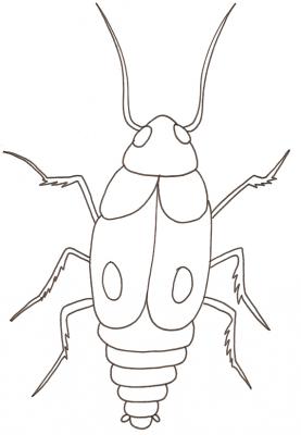 Coloriage d'une blatte