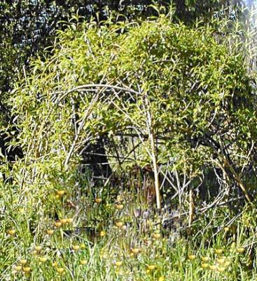Saule