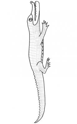 Coloriage d'un caïman