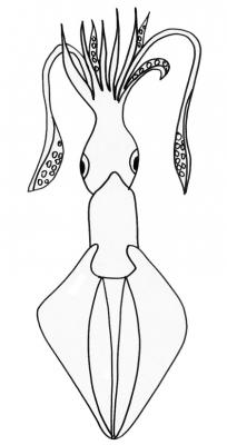 Calamar