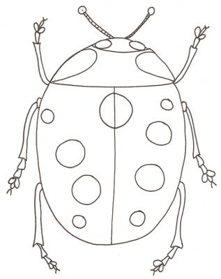 coccinelle