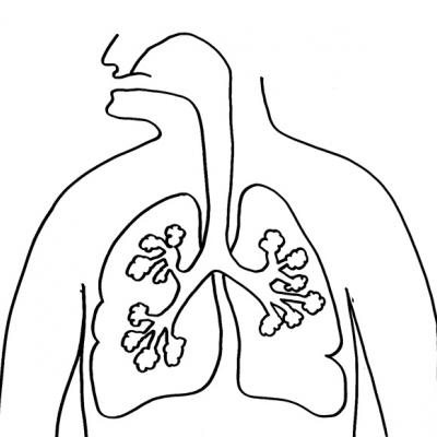 Organe