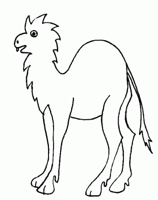 dromadaire