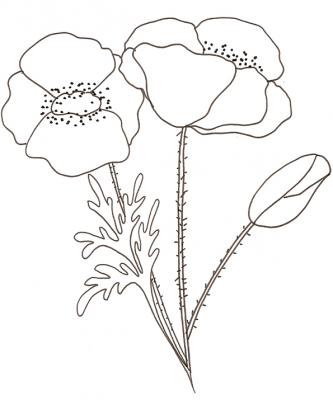 coquelicot