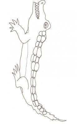 Crocodile
