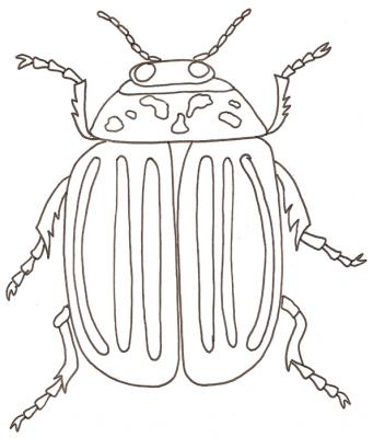 doryphore