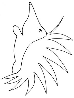 Echidné