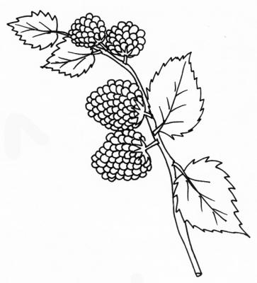 Framboise