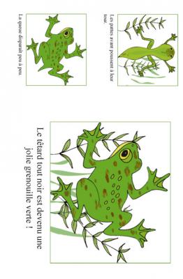 amphibiens