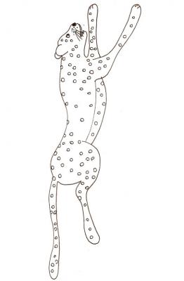 Guépard