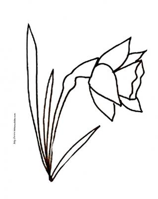 Narcisse