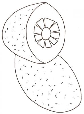 kiwi