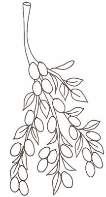 kumquat