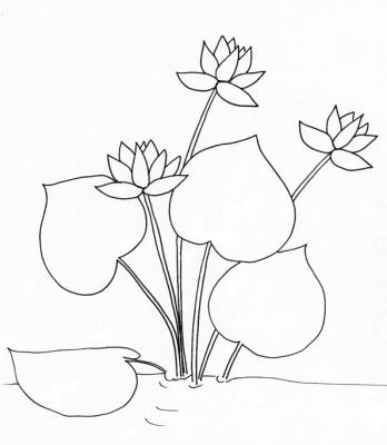 Lotus