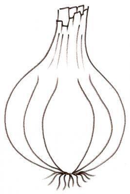 oignon